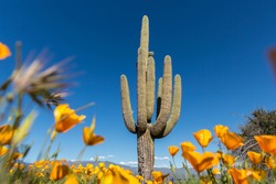 Saguaro cactus surrounded by orange poppies flowers in the desert