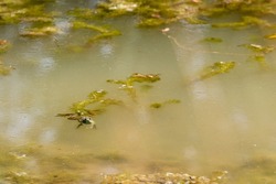 Frog swimming lazily in the middle of a scummy pond