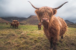 A Highland Cow (bos taurus taurus) or sometimes known as a Hairy Coo are a rustic cattle breed reared for beef and found throughout the Scottish Highlands in Scotland.