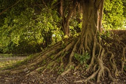 Roots of tree above the ground background