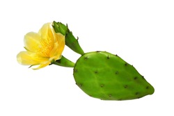 Opuntia cactus (prickly pear) with yellow flower isolated on white background