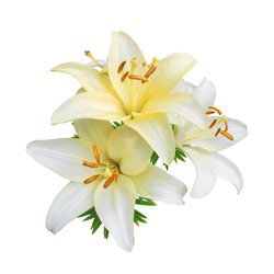 White lily flowers isolated on white background                               