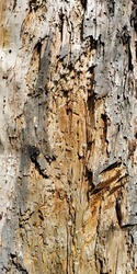 wood textures in the wild