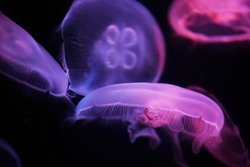 Jellyfish in neon light at an aquarium