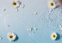Fresh chamomile flowers and white petals on water surface with drop circles