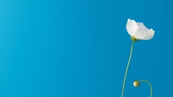  Delicate white flower on a blue background. Floral background, summer background. Banner