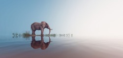 Lonely elephant stands on foggy lake 