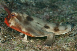 Red lips, batfish, Ogcocephalus darwini, Galapagos Islands, Ecuador