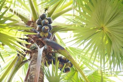 Palmyra palm fruit with leaves