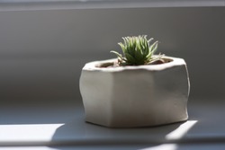 A white planter on a window sill casting a shadow