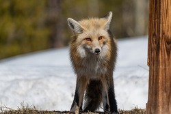 An Adorable Red Fox Foraging for food under a Bird Feeder