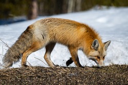 A Beautiful Red Fox Foraging for Food on the Ground in the Colorado Mountains