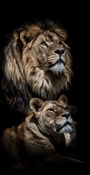 Lion and lioness against black background with full manes and sharp teeth