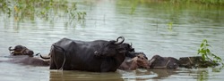 indian buffaloes bathing in lake 