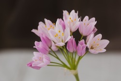 Detail of small wild garlic leek (allium) flowers with soft colors and yellow stamens