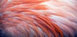 Pink flamingo feather pattern background