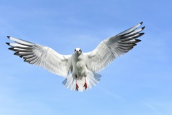 Closeup shot of seagull with wide wings in the sky and looking at camera.
