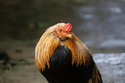 Close-up shot of the Thai rooster with colorful feathers. 
