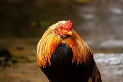 Close-up shot of the Thai rooster, hen, chicken in the farm. 