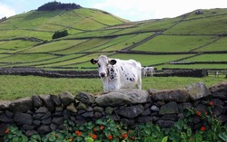 White cow at the stone fence, on background of hilly rural landscape on Terceira Island, in Azores, Portugal, panoramic shot - July 26, 2022