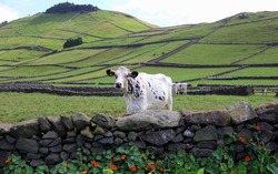 White cow at the stone fence, on background of hilly rural landscape on Terceira Island, in Azores, Portugal, panoramic shot - July 26, 2022