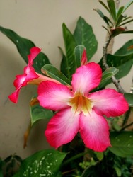 This pink Adenium flowers do look beautiful, but almost all parts of this plant contain toxins that can be deadly
