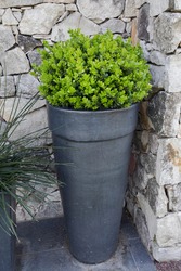 House exterior decoration. Closeup view of a Buxus sempervirens bush, also known as Boxwood, growing in a pot. 