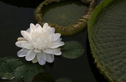Night blooming aquatic plants. Closeup view of Victoria cruziana giant flower of white petals, blooming at night in the pond. 