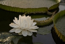 Night blooming aquatic plants. Closeup view of Victoria cruziana, also known as Giant Water Lily, large green floating leaves and flower of white petals, blooming at night in the pond.