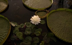 Night blooming aquatic plants. Closeup view of Victoria cruziana, also known as Giant Water Lily, large green floating leaves and flower of white petals, blooming at night in the pond.