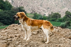 Adult dog walking alone through a landscape of land and green areas.