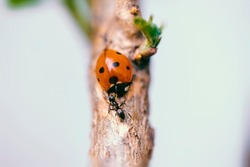 Macro photo of a ladybug on a tree branch. Macro Bugs and the world of insects. Spring nature concept.