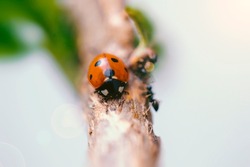 Macro photo of a ladybug on a tree branch. Macro Bugs and the world of insects. Spring nature concept.