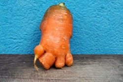 Ugly carrot root vegetable grown like human foot and fingers isolated against the blue color wall background. Healthy vegetables grown like human body parts. Fresh Indian autumn vegetables