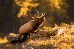 Bull elk bugling for mate in September.