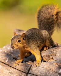 Squirrel is common wild animal