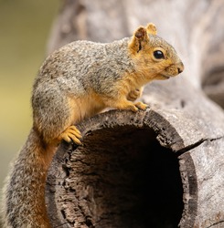 Squirrel is common wild animal