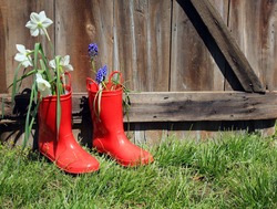 White daffodil  and purple hyacinth   flowers inside red rubber boots. 