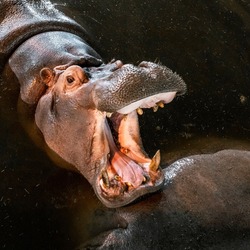 Big angry ferocious hippo roaring with open mouth, square photo