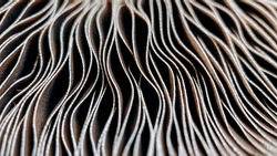 Selective focus,close-up of abstract caps of champignon mushroom bottom view. Food background, macrophotography of a mushroom