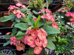 Beautiful blooming Euphorbia Milia or crown of thorns flower or Christ plant or Christ thorn or Corona de Cristo. This flower is ornamental succulent plant with densely spiny stems and pretty colorful