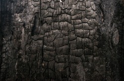 Burned wood texture. Black background