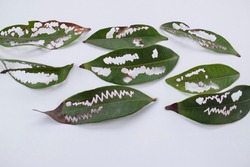 Leaves eaten by pests, bugs or caterpillar in zigzag pattern creating many holes in leaf. Plucked and laid on white background. Design of chewed leaves by insects