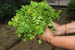 Freshly plucked coriander leaves green leafy leaf bunch. Lady plucking harvested green leafy indian vegetable from farm. fresh vegetables homegrown