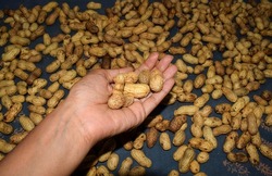 Female holding in hand Whole shelled organic Raw Groundnuts washed and drying on clothe fabric on floor. Peanuts Groundnuts background