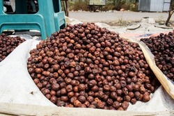 Selective focus of Indian dried jujube jungli Ber sold in Vegetable Sunday market. Bora or Ber wild jungle fruit selling by villagers big heap wholesale market in a Village road side highway market