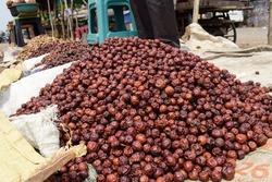 Indian dried jujube jungli Ber sold in Vegetable Sunday market. Bora or Ber wild jungle fruit selling by villagers big heap wholesale market in a Village road side highway market in Maharastra India
