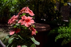 Beautiful Bunch of many Periwinkle flowers of Shaded Peach and dark orange colour shaded flowers with house garden background. House plant in pot with leaves Vinca peach orange shade flowers at home