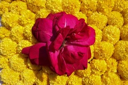Beautiful marigold flowers - Free Stock Photo by GAIMARD Jacques on  