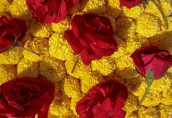 Beautiful marigold flowers - Free Stock Photo by GAIMARD Jacques on  